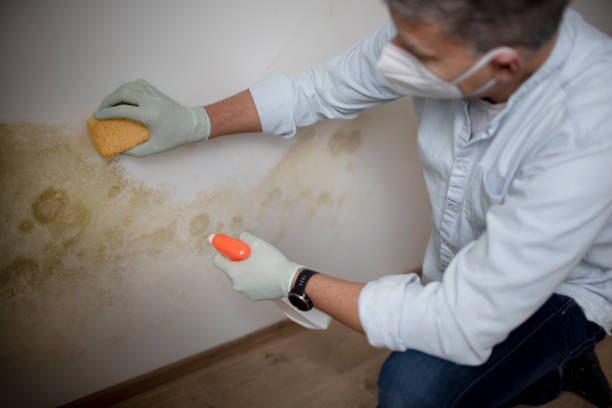 Best Basement Mold Remediation in Colorado City, AZ