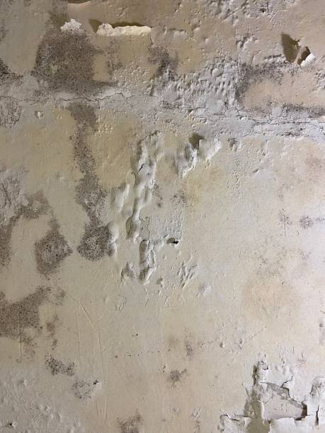 Best Health and Safety Mold Remediation in Colorado City, AZ