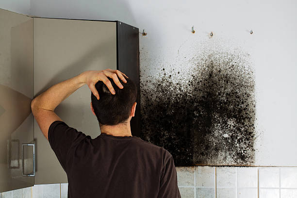Best DIY Mold Remediation Support Services in Colorado City, AZ