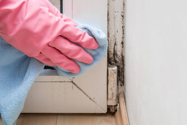 Best Attic Mold Remediation in Colorado City, AZ